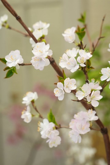 高定造花工藝 絲綢樱花 真絲明火燙花 法國傳統製花工藝 收藏品