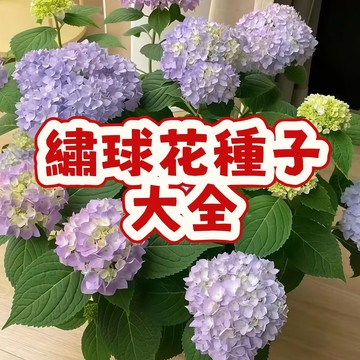 ❀當天發貨❀（繡球花種子大全）當季新籽 產量高 花開爆盆  新手易活好養  陽台庭院盆栽 超優惠#自留種