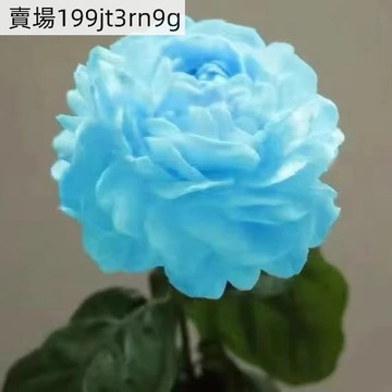 現貨 茉莉花種子（100粒）稀有茉莉花 茉莉花種子 四季開花 室內 陽臺 庭院 易種盆栽 花卉 綠植花卉種子