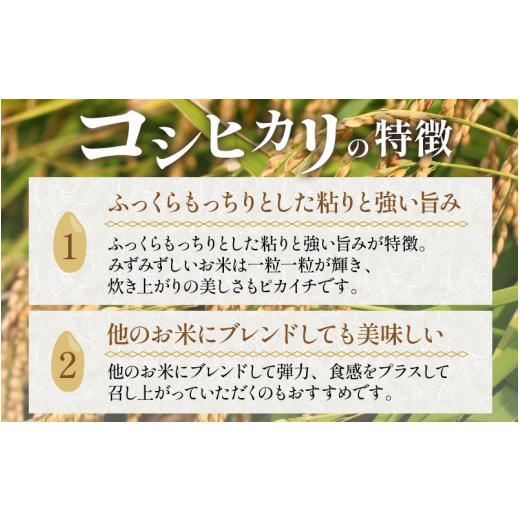 ふるさと納税 福井県 あわら市 《定期便》5kg×12回 60kg 特別栽培米 コシヒカリ 無洗米 低農薬 《食味値85点以上！こだわり極上無洗米》 ／ 福…