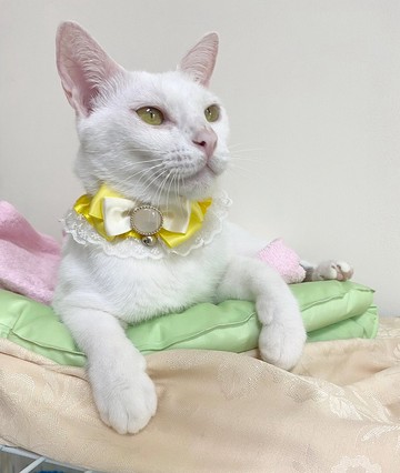 貓咪狗狗兔子-小型加長(P-SS3)-三角巾領巾手工項圈-蕾絲
