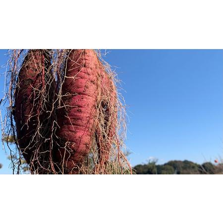 ふるさと納税 訳あり 茨城 八千代町産 さつまいも シルクスイート 土付き 無選別 生芋 約 10kg 農家直送 熟成 イモ 芋 いも おやつ デザート .. 茨城県八千代町