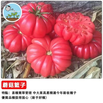 🍅蘑菇籃子番茄種子 籃球番茄種子 蘑菇頭番茄 牛排番茄 大果肉厚多汁 陽台盆栽 可生食沙拉 家庭菜園種植 爆滿收成樂趣