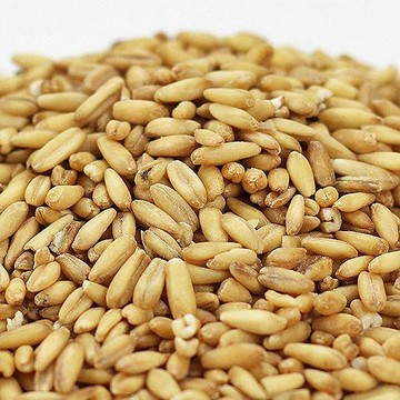 【特選】燕麥粒600G/包【愛買】
