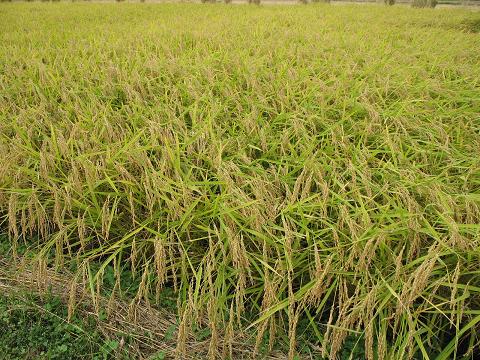 山形県産　新米１０キロ