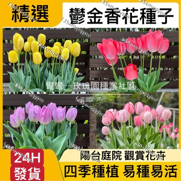 現貨【多色鬱金香種籽】（250粒）鬱金香種子 四季種植 鬱金香 當年開花 開花不斷 室內外盆栽 濃香花卉 易種易活