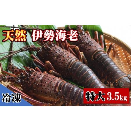 ふるさと納税  天然 伊勢海老 特大 3.5kg（4〜6尾） 黒潮町 ［1624］ 高知県黒潮町