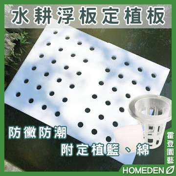 【隔日到貨】漂浮定植板 24孔 無土栽培 水培蔬菜 帶孔 水耕 種植面板 水耕泡沫塊 水上種菜【HOMEDEN霍登園藝