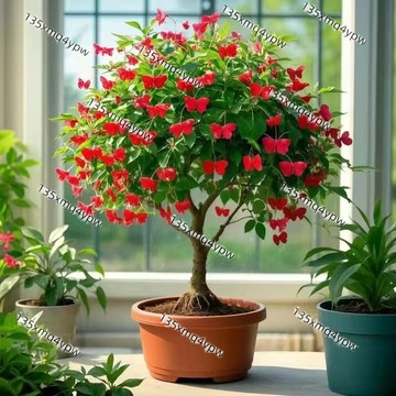 台灣現貨 新款金絲吊蝴蝶花 （250粒）最新品種 四季種植花卉綠植盆栽室內外陽台超長300天花期 耐寒好養植物花卉種子