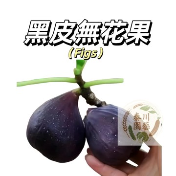 嘉義現貨（黑皮無花果種子WHG-4）無花果種子 庭院陽台無花果樹苗水果種子春秋播種盆栽種植多年生