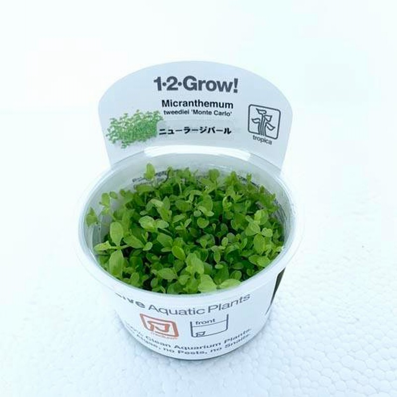 組織培養水草 病原菌なし コケなし プラナリアなし スネールなし 無農薬 アクアリウム トロピカ 1 2 Grow ニューラージパールグラス カミハタ 通販 Lineポイント最大0 5 Get Lineショッピング