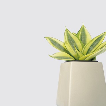 │ 方盆系列 │ 黃金虎尾蘭 - 空氣淨化 室內植物 水耕盆栽