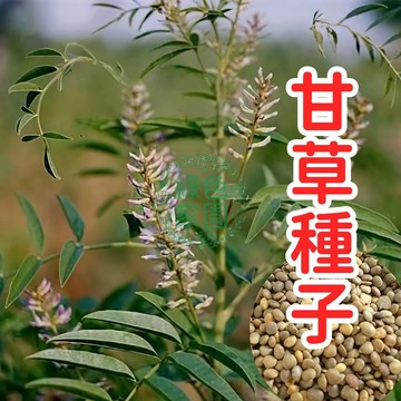 【甘草種子】 正品保證 中藥草種子 自然農法 原生種子 盆栽藥用植物 可食用根莖 多年生 強健好種 綠化庭院