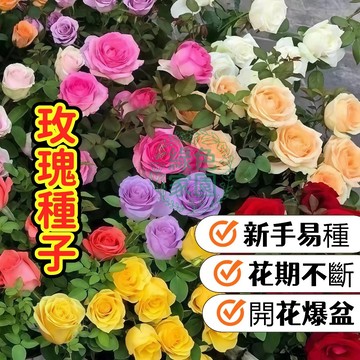 玫瑰種子 愛情花卉 庭院盆栽 四季開花 花色多樣 園藝挑戰 香氣迷人 花中之后 切花首選 浪漫禮物