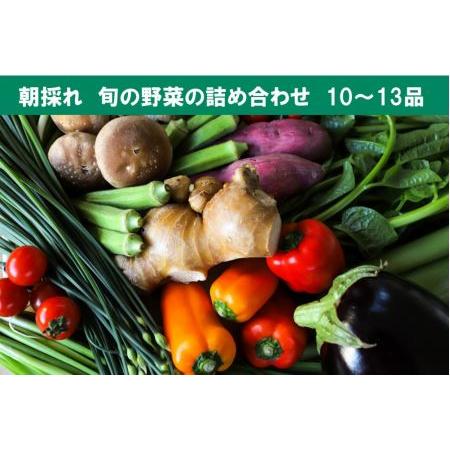 ふるさと納税 旬の朝採れ土佐野菜詰め合わせ(10〜13品目) 高知県香美市