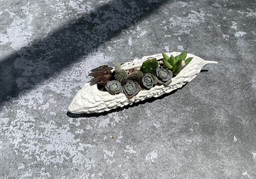 食肉計畫-no.3苦瓜 多肉植物盆栽