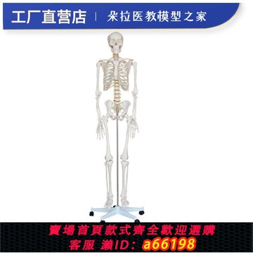 【台灣公司 可開發票】170cm人體骨骼模型骨架教學 脊椎 骷髏