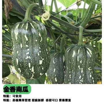金香南瓜種子 傳統老品種 迷你栗子南瓜 阿成南瓜 盆栽可種 口感香甜綿密 家庭菜園 陽台種植 爬藤觀賞 可食用觀賞