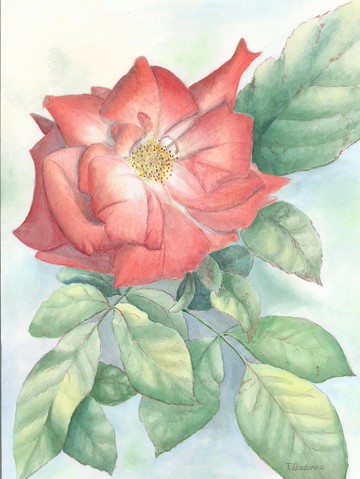 紅玫瑰花原創水彩畫 40 x 30 厘米