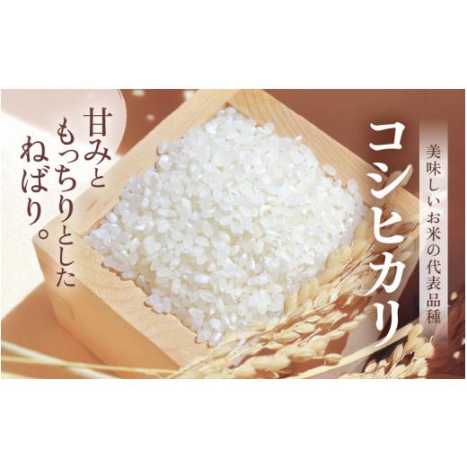 ふるさと納税 福井県 美浜町 [m60-c002] 定期便 ≪3ヶ月連続お届け≫ 米 令和5年産 コシヒカリ 10kg × 3回 （計30kg）精米 福井県美浜町産