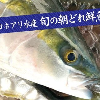 ～海の幸～旬の朝どれ鮮魚セット カネアリ水産の鮮魚定期便３ヶ月 季節 四季 旬 春 夏 秋 冬 鮮魚 カツオ サバ 金目鯛 カンパチ 魚 海鮮 冷蔵