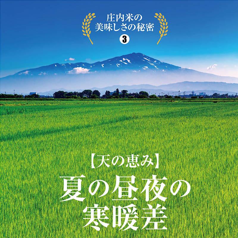 令和５年産 つや姫１０kg（５kg×２袋）山形県の米どころ庄内平野で育った庄内米 送料無料