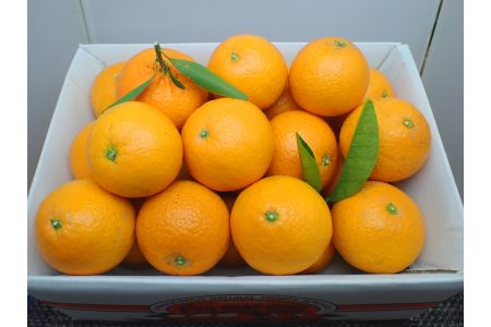 ②自然塾　季節の柑橘詰合せ