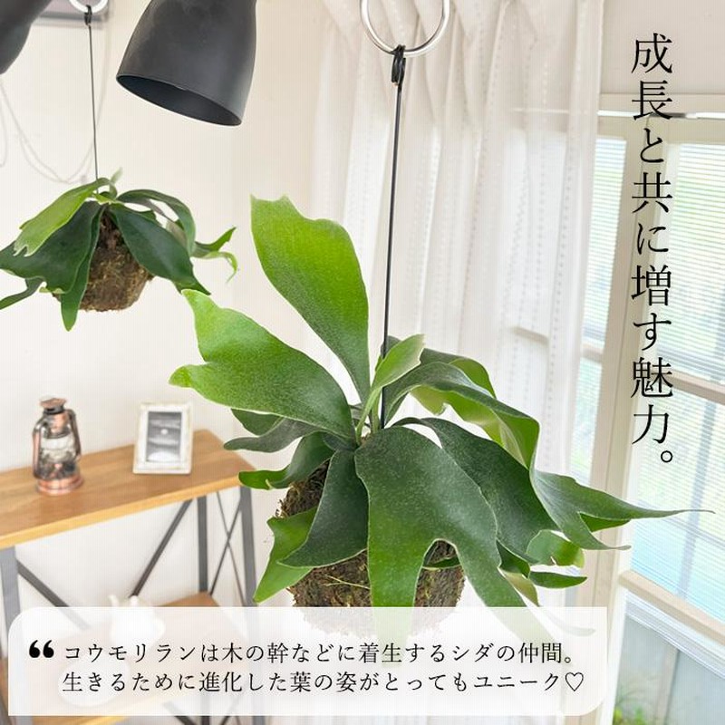 観葉植物 コウモリラン ビカクシダ ネザーランド 苔玉 吊り下げ 観葉植物 コウモリラン ビカクシダ ネザーランド 苔玉 吊り下げ