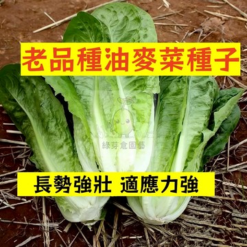🌱早熟高產 🥬老品種油麥菜種子YMC-6 口感脆嫩 清香 甘甜 耐寒 易種植 A菜 鴨仔菜 抗病性強 陽台盆栽蔬菜種子