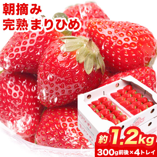 朝摘み完熟 まりひめ 約 1.2kg（300g前後×4トレイ） 池田鹿蔵農園@日高町（池田農園株式会社）《1月上旬-5月中旬頃より順次出荷》和歌山県 日高町 まりひめ いちご 苺