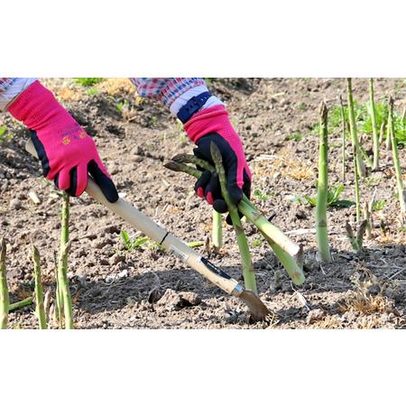 ふるさと納税 アスパラ専門農家の特選グリーンアスパラ1kg（M）アスパラガス 原農園 あすぱら 野菜 北海道 上富良野町 .. 北海道上富良野町