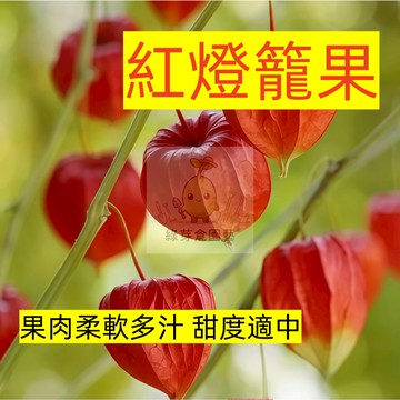 🌱早熟高產（紅燈籠果種子DLG-4）營養豐富 姑娘果 發芽率高達95% 易生長  抗病抗旱易種植 高產水果蔬菜種子