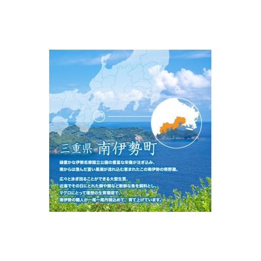 ふるさと納税 三重県 南伊勢町 （冷凍） 本まぐろ 中トロ ねぎトロ 詰め合わせ２〜３人前  伊勢志摩まぐろ食堂 ／ 本鮪 専門店 お刺身専用 粗びき塩…