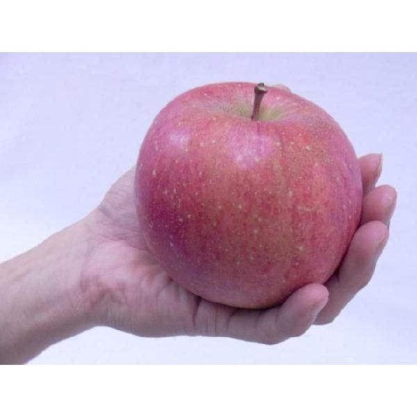 りんご 青森産 ”サンふじりんご” 訳あり 約10kg 大きさおまかせ 送料無料