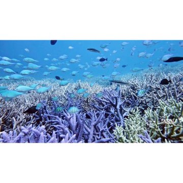 《團費加一元贈下午茶》~漫遊帛琉５天(兩日出海全覽、海洋獨木舟＋SUP立式槳板)_26RORQ1509