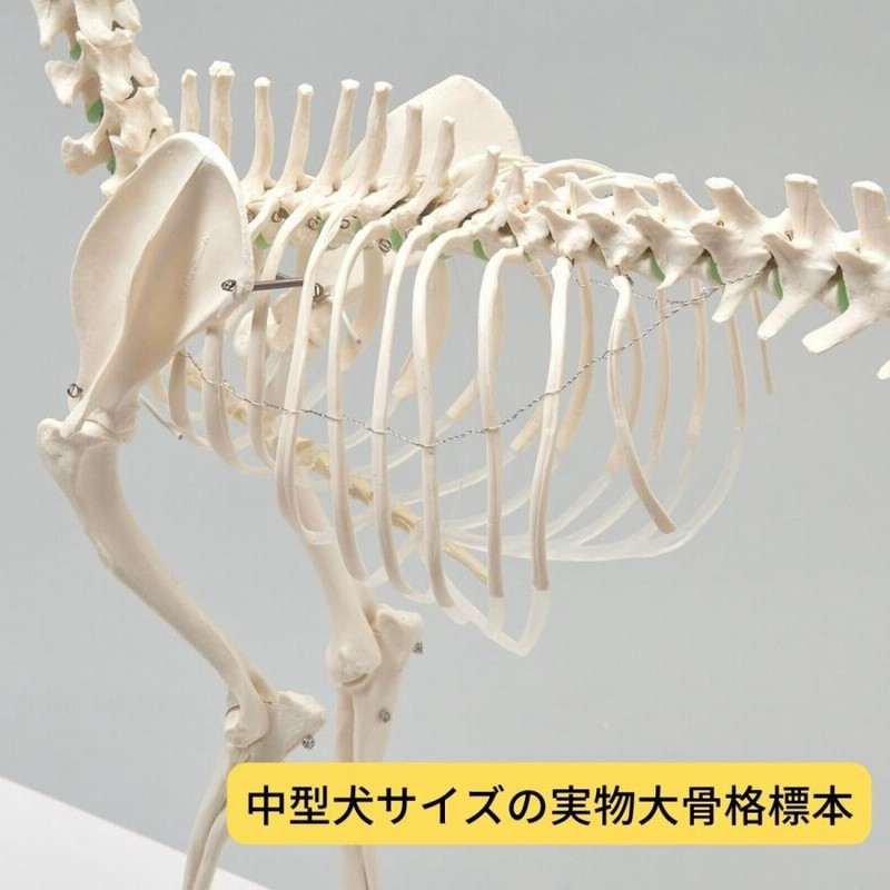 Erler Zimmer (エルラージマー) 犬骨格模型 標本 骨格 関節可動 実物大 獣医学 動物解剖 犬解剖 ドッグ モデル オステオパシー |  LINEブランドカタログ