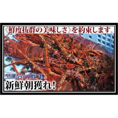 ふるさと納税 高知県 中土佐町 産地直送！＜生＞伊勢海老（レシピ付き）　1.2kg