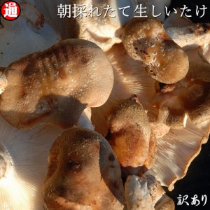 しいたけ1kg 500g×2 生シイタケ 椎茸 訳あり 味は一級品 朝採れたて菌床栽培 生椎茸 キノコ