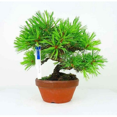 五葉松 ごようまつ Pinus Parviflora ゴヨウマツ 根上り マツ科 常緑針葉樹 観賞用 盆栽 小品 現品 Esupport Vn