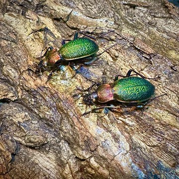 【現貨】🪲維氏步行蟲🪲 昆蟲 模型 甲蟲 金龜子 步行蟲 #非活體 #類模型 #藝術品