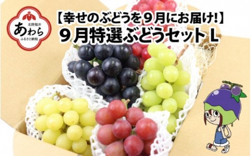 9月特選 ぶどうセットL 1.7kg以上（3～4房）／ 葡萄 クイーンニーナ 品種 おまかせ あわら 農家おすすめ ※2024年9月より順次発送