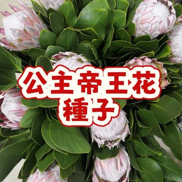 次日達-（公主帝王花種子）當季新籽 發芽率高 花香濃郁 新手易種植 好運 陽台庭院盆栽 #超優惠