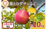  りんご 10kg サンふじ 葉とらず 青森