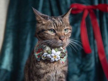 【聖誕系列】寵物領巾 貓咪/狗狗 聖誕花領巾 - 白色