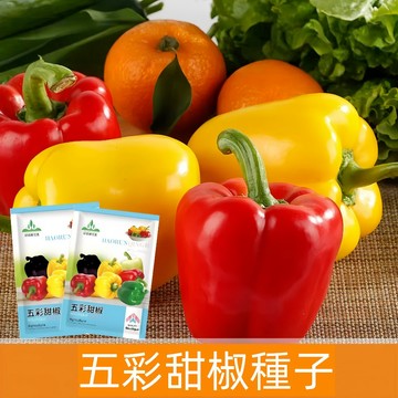 【可開收據】原廠大包裝 五彩甜椒種子（約100粒）不辣品種 七彩菜椒種子、可生吃水果辣椒種子盆栽蔬菜種子/原裝包對版