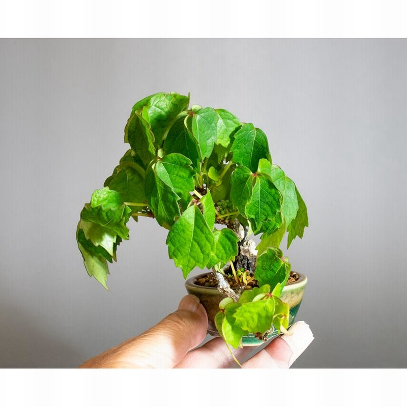 三河盆栽 ツタ 盆栽 ツタ 観葉 植物