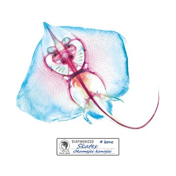 解析透明魚玻璃杯墊(鰩(2片/套))