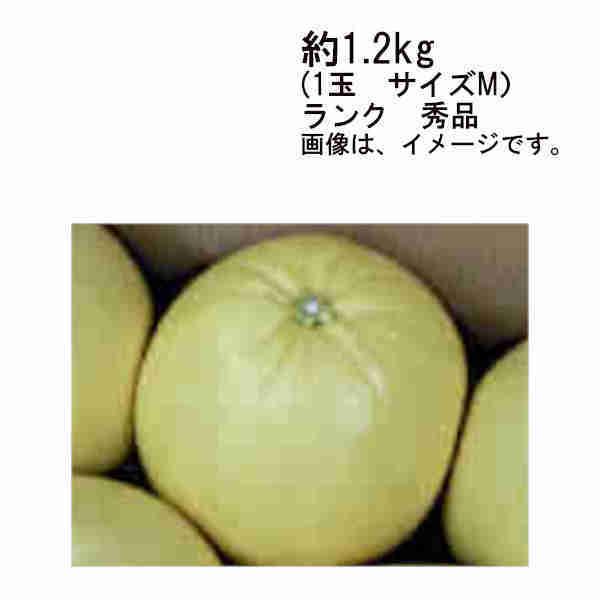 送料無料 晩白柚 熊本県 約1.2kg 1玉 サイズＭ 秀品