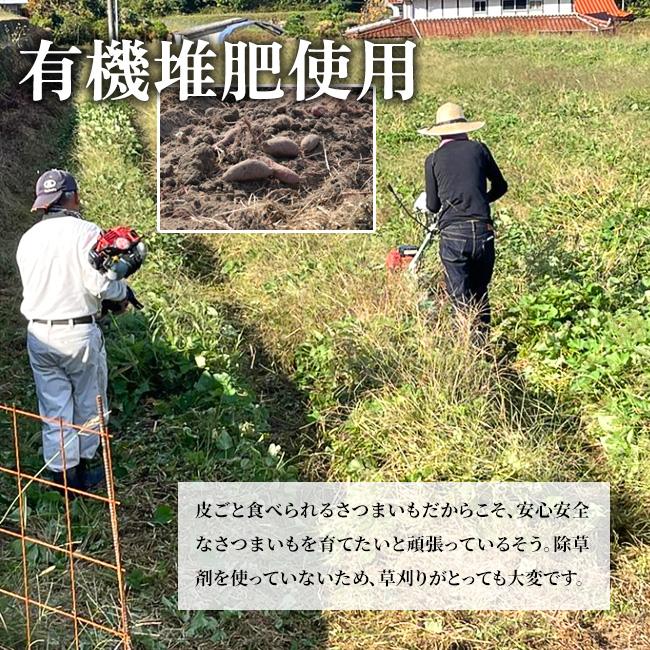 さつまいも 紅はるか 2kg 焼き芋器付き キュアリング 無農薬 有機栽培 有機堆肥 熟成 甘い 焼き芋 焼きいも さつまいも2kg焼き芋器付き