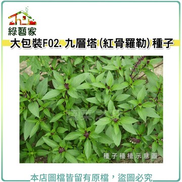 【綠藝家】大包裝F02..九層塔 (紅骨羅勒)種子15克 種植 園藝 蔬菜 種子 羅勒